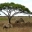 3D Serengeti Safari