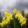 Beautiful Spring Flowers in Bloom Screensaver