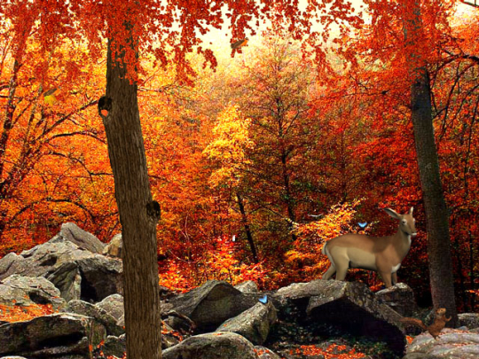 3D Autumn Woods