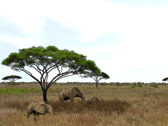 3D Serengeti Safari