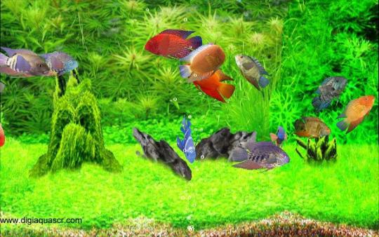 3D Severum Fish Screensaver