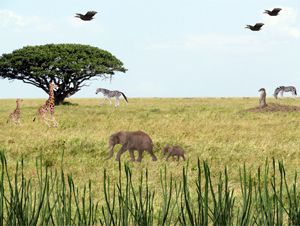 Animated Serengeti Screensaver