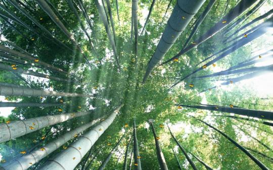 Beautiful Bamboo Forest Animated Wallpaper