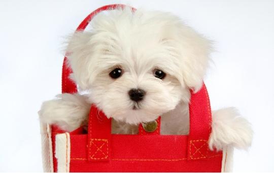Cute Puppies Wallpapers HD Pack