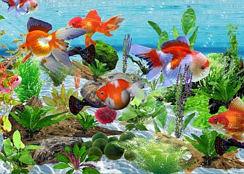 Goldfish Aquarium