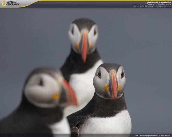 National Geographic Polar Animals Screensaver