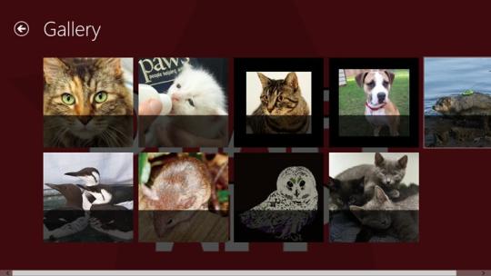 Paws App for Windows 8
