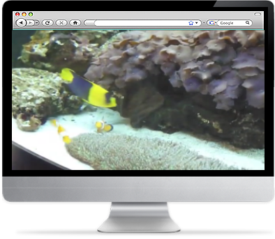 Real Life Finding Nemo Fishtank Screensaver
