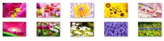 Spring Flowers Windows 7 Theme